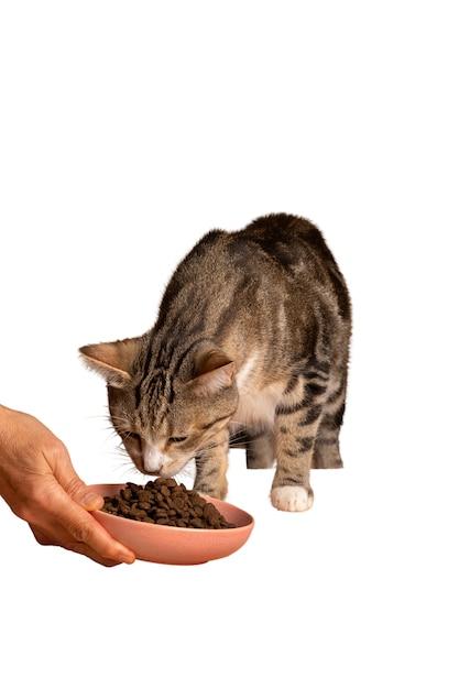 Bellissimo e carino gatto isolato