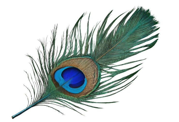 Free PSD beautiful feather in studio