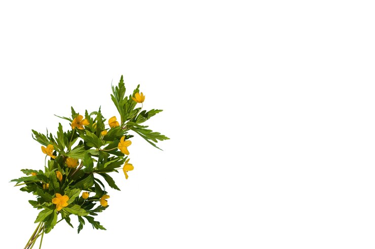 Free PSD beautiful flowers  isolated