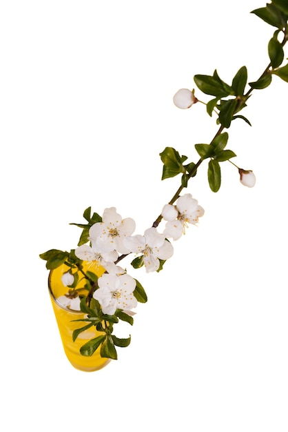 美麗的花瓶中孤立的花朵