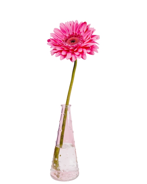 Beautiful flowers in vase isolated