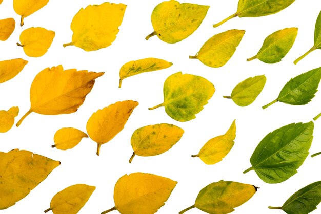 Beautiful leaves isolated