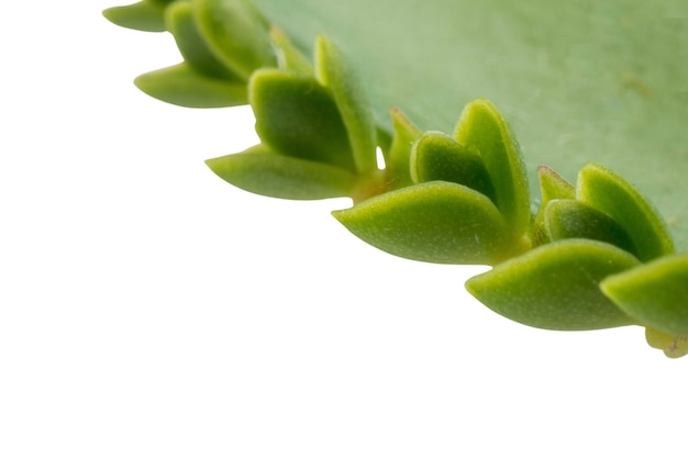 Beautiful leaves isolated