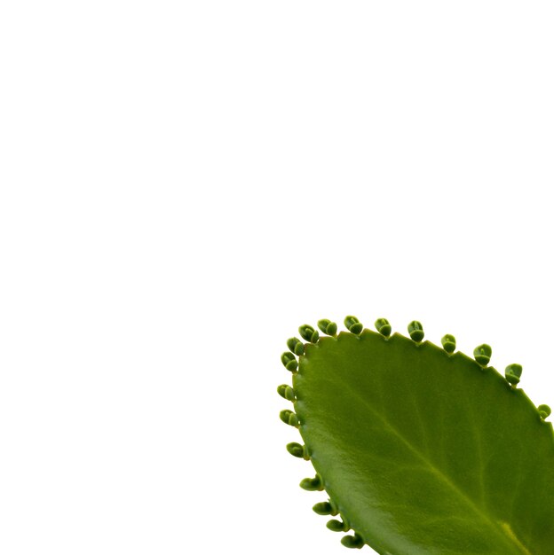 Beautiful leaves isolated
