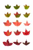 Free PSD beautiful leaves isolated