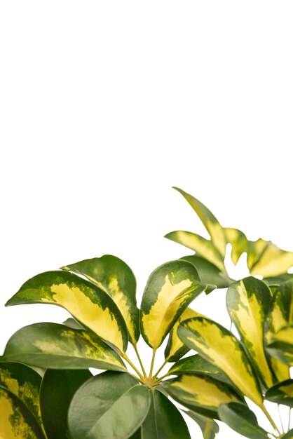 beautiful leaves isolated