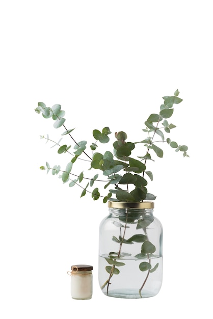 Beautiful leaves isolated