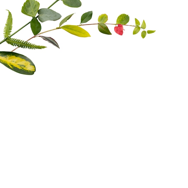 Beautiful leaves isolated