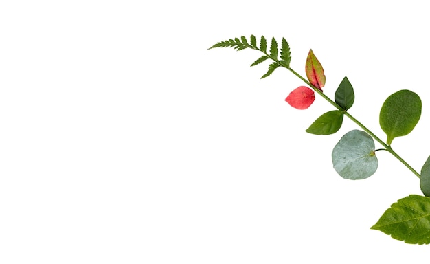 beautiful leaves isolated