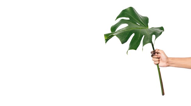 Beautiful leaves isolated