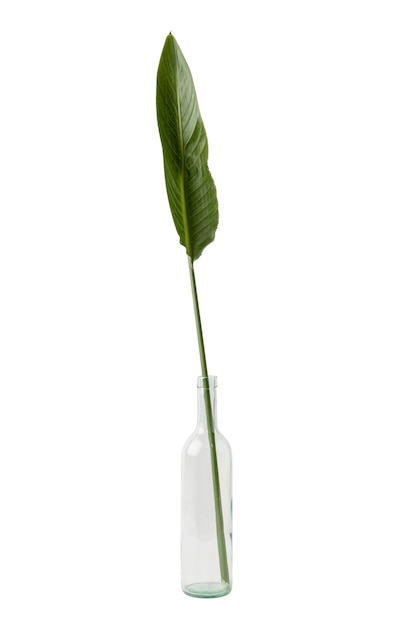 beautiful leaves isolated