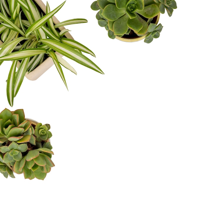 Free PSD beautiful leaves isolated