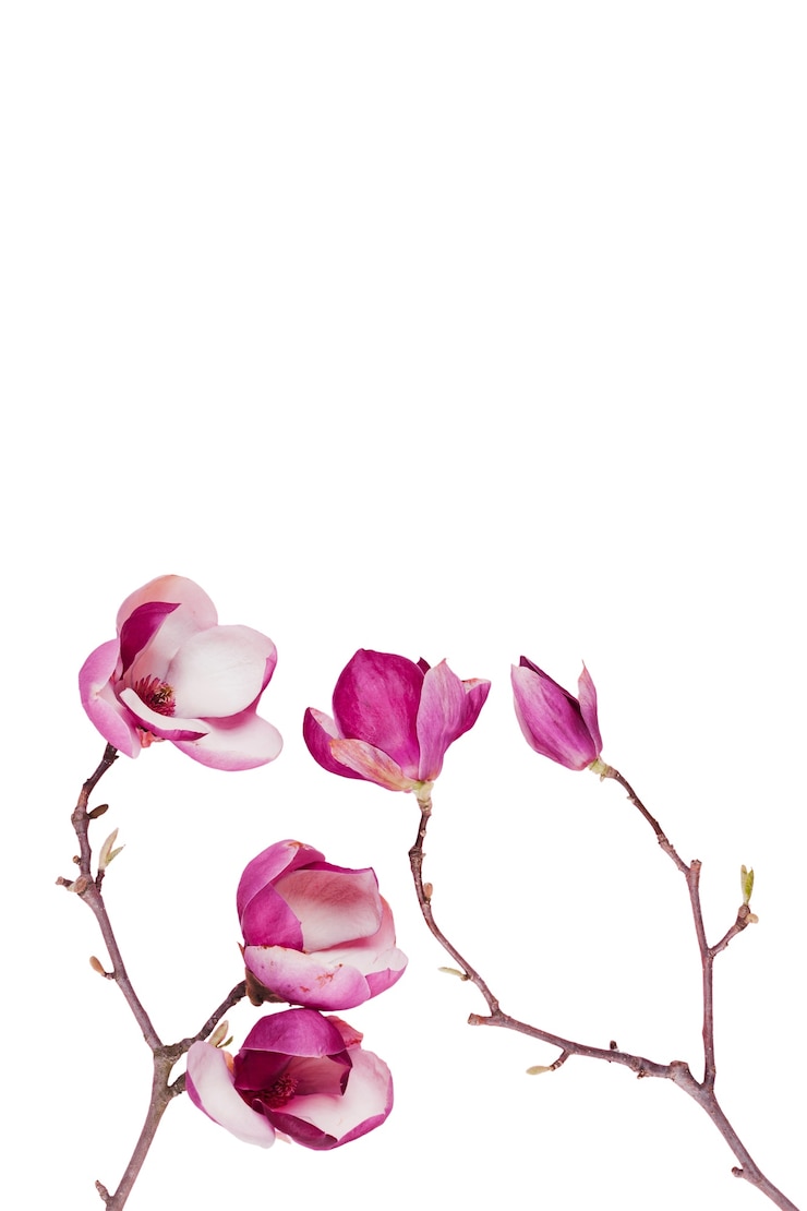 無料PSD 分離された美しいモクレンの花