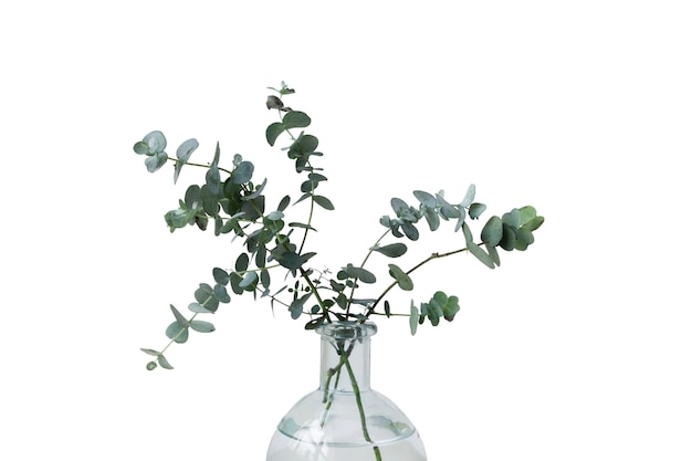 Beautiful plant headshot still life