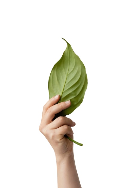 Beautiful plant headshot still life