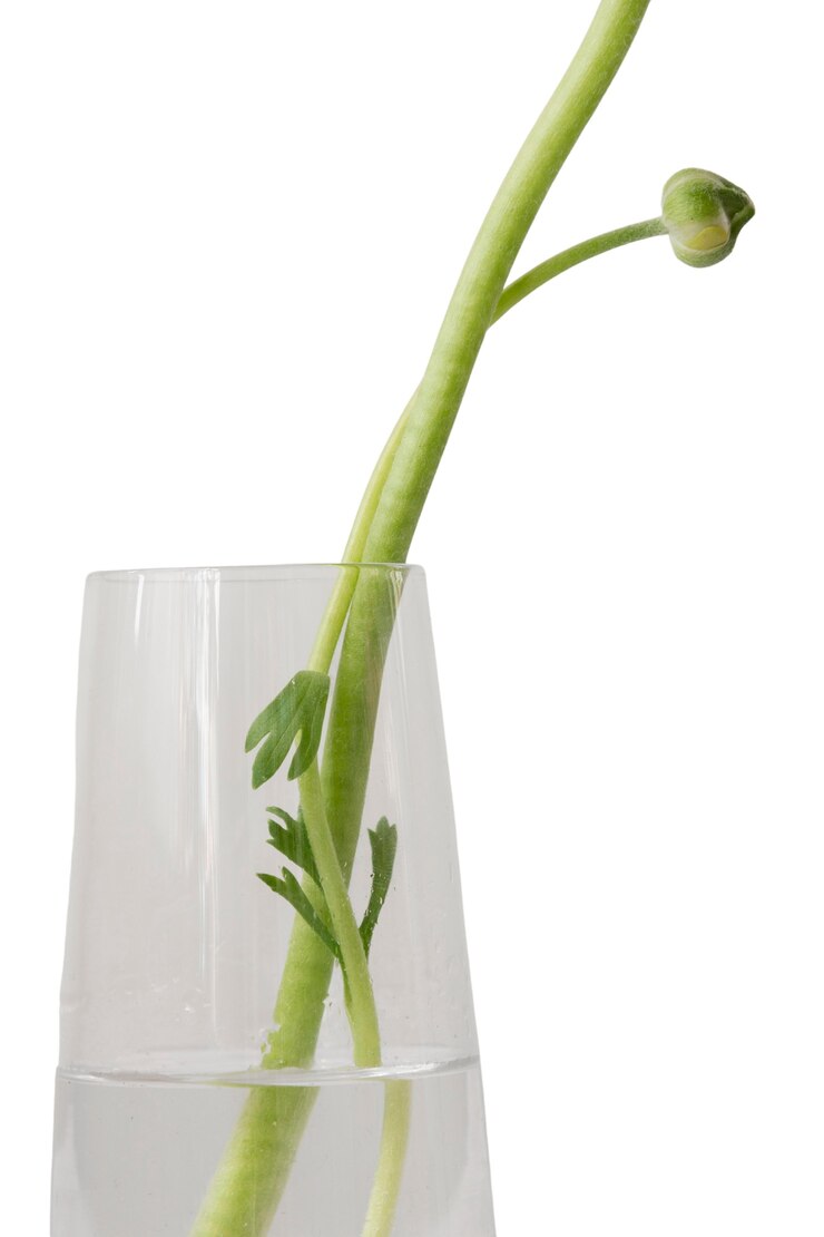 Free PSD beautiful plant headshot still life