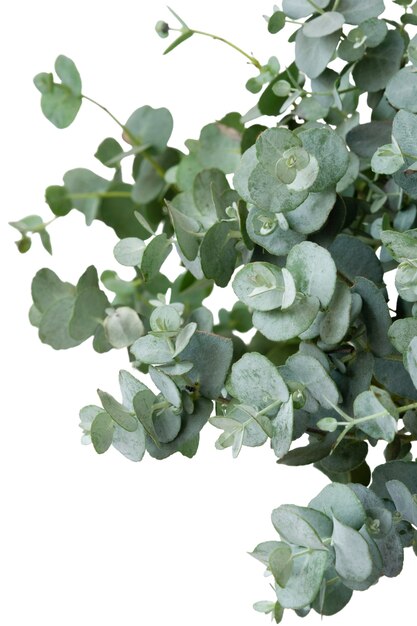 Beautiful plant headshot still life