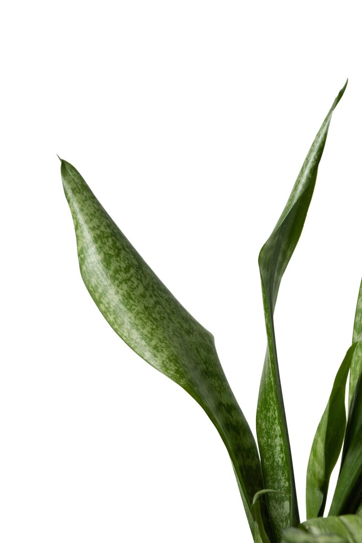 Free PSD beautiful plant headshot still life