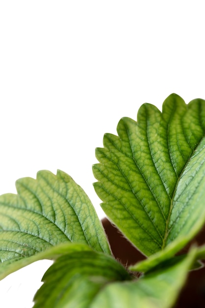 美しい植物のヘッド ショットのある静物