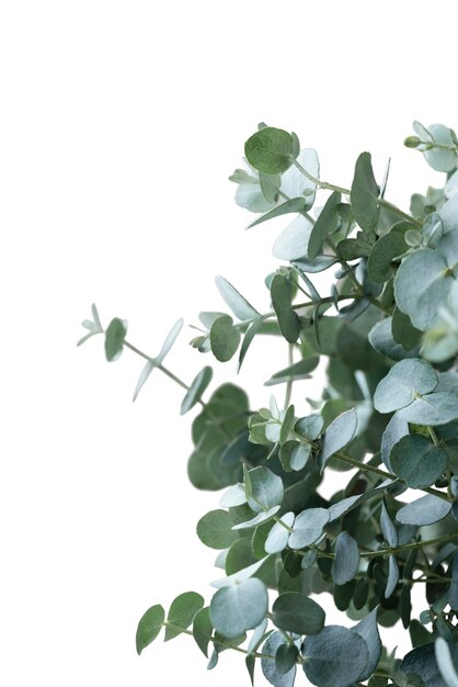 Beautiful plant headshot still life