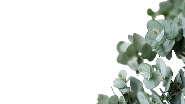 Beautiful plant headshot still life