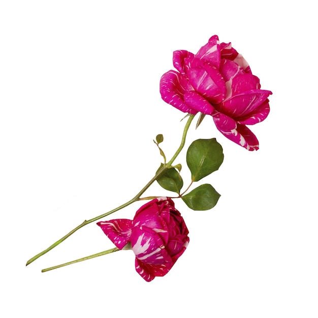 Free PSD beautiful rose isolated
