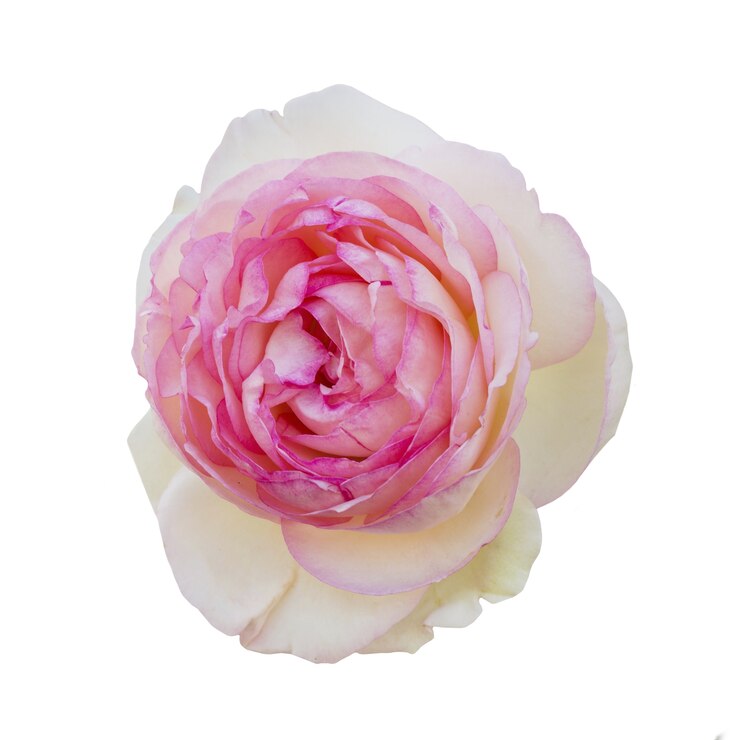 Free PSD beautiful rose isolated