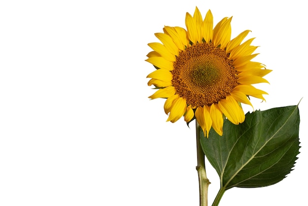 Free PSD beautiful sunflowers isolated