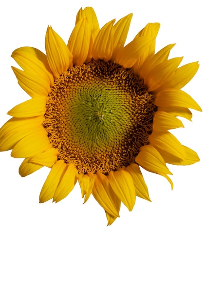 Bellissimi girasoli isolati