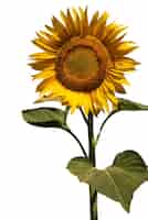 Free PSD beautiful sunflowers isolated