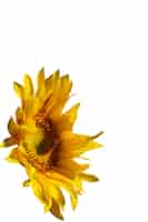 Free PSD beautiful sunflowers isolated