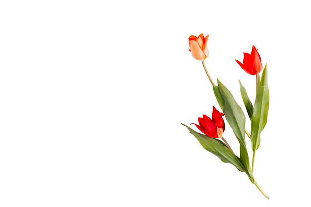 Beautiful tulip flower isolated