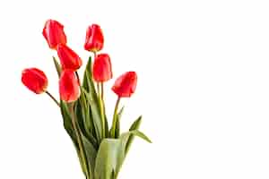 Бесплатный PSD Красивый цветок тюльпана изолирован