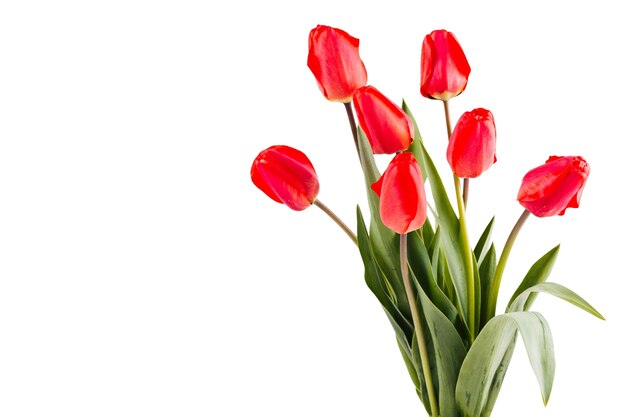 Beautiful tulip flower isolated