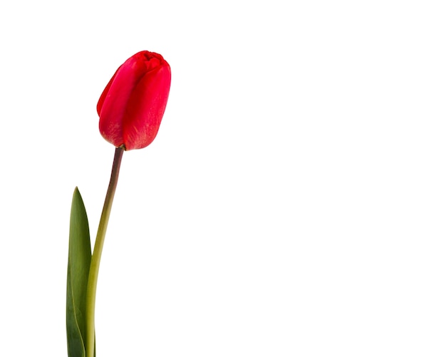 Beautiful tulip flower isolated