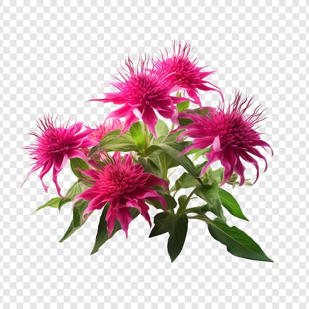 Free PSD bee balm png isolated on transparent background