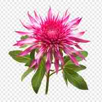 Free PSD bee balm png isolated on transparent background