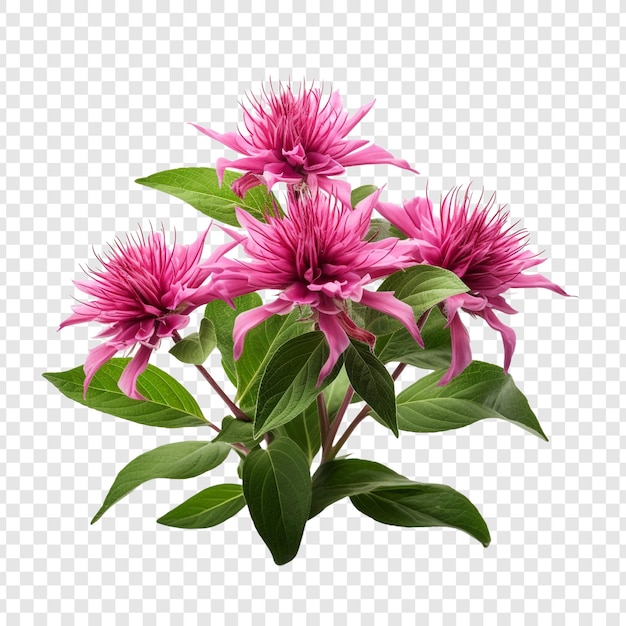 Free PSD bee balm png isolated on transparent background