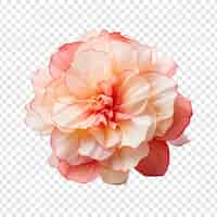 Free PSD begonia flower isolated on transparent background