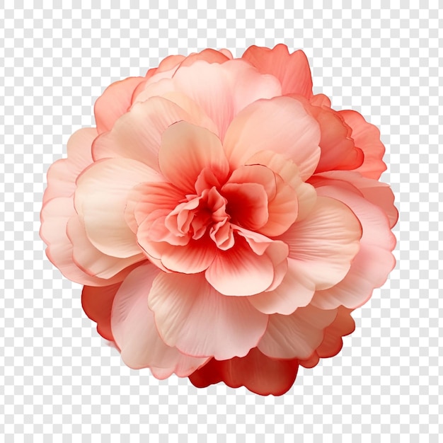 Free PSD begonia flower isolated on transparent background