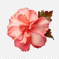 Free PSD begonia flower isolated on transparent background