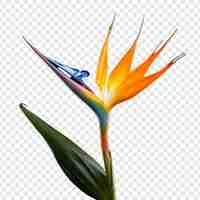 Free PSD bird of paradise flower isolated on transparent background