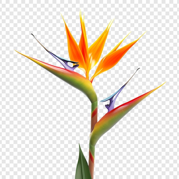 Free PSD bird of paradise flower isolated on transparent background