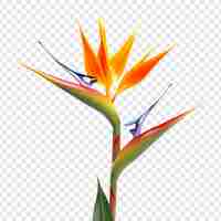 PSD gratuito fiore dell'uccello del paradiso isolato su sfondo trasparente