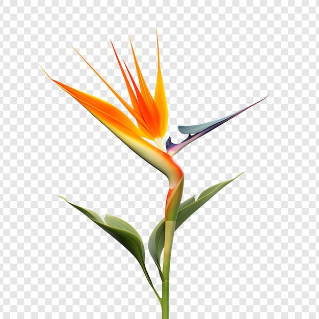 Free PSD bird of paradise flower isolated on transparent background