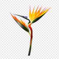 Free PSD bird of paradise png isolated on transparent background