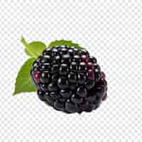 Free PSD blackberry isolated on transparent background