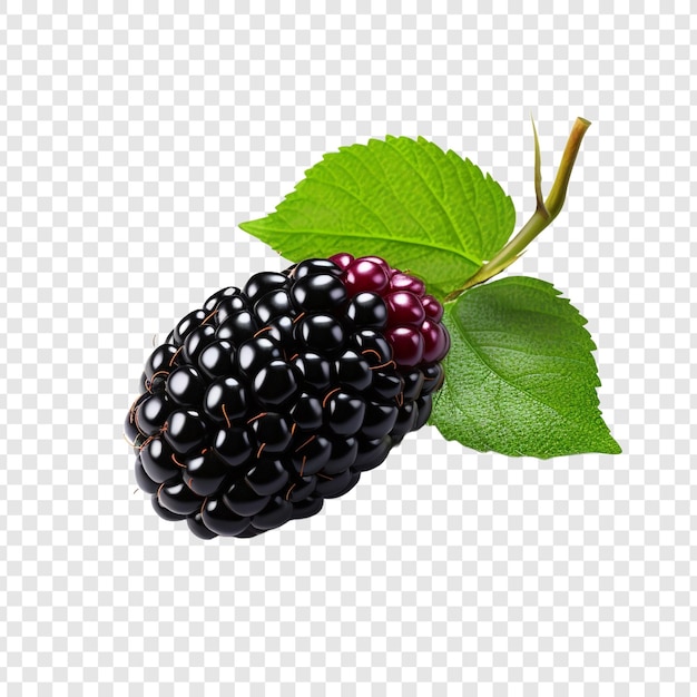 Free PSD blackberry isolated on transparent background