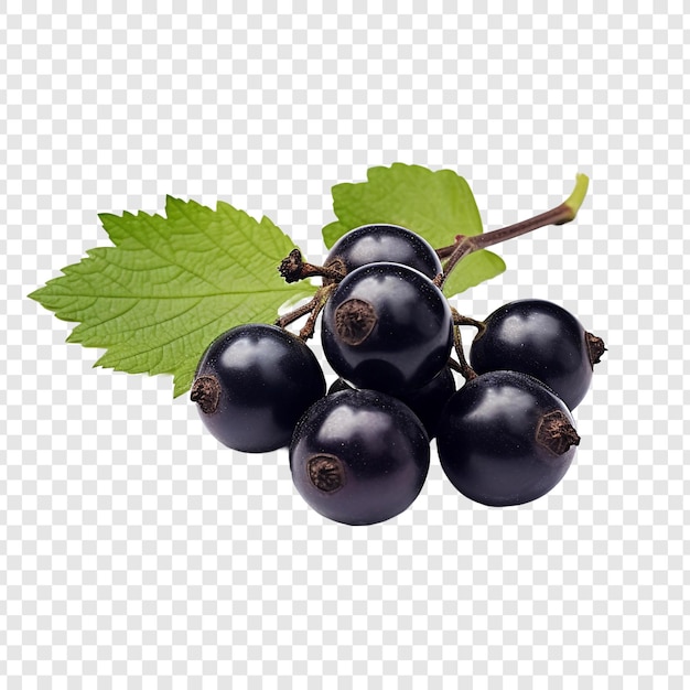 Blackcurrant isolated on transparent background