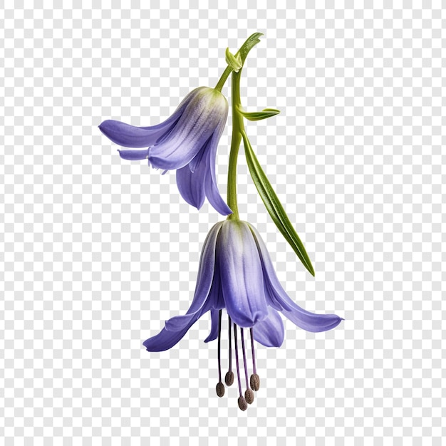 Fiore di bluebell isolato su sfondo trasparente